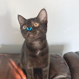 Meet your Posher, Milagros